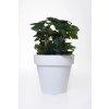 Květináč LEVANTA, plast, výška 72 cm, bílý