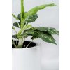 pflanzkuebel fiberglas weiss matt estra 35x35x40 02