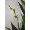 kunstpflanze blumenrohr weiss mit uebertopf canna 160cm 02