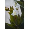 kunstpflanze blumenrohr weiss mit uebertopf canna 160cm 05