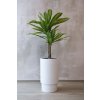 kunstpflanze drachenbaum dracaena 110 drago 4