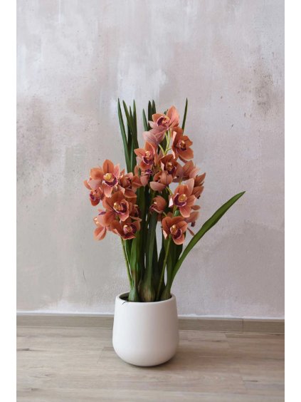 cymbidium orchidee im cremefarbenen dekotopf orange orchidea 95cm 01