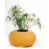 Okrúhly kvetináč do interiéru PUMPKIN, šírka 75 cm, žltá, outlet