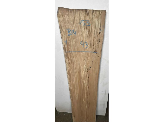 atypicka fošna buk B14