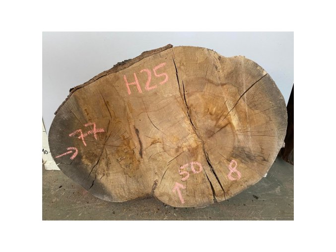 H25 - buk (50x77 cm)