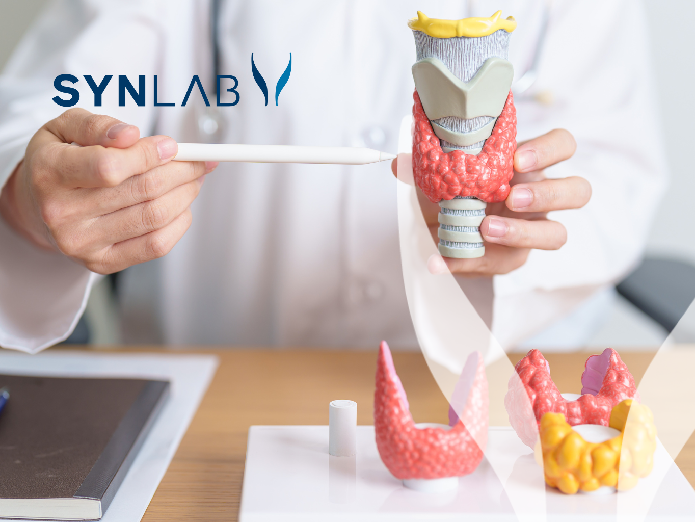 Štítna žľaza – Malý, ale kľúčový orgán