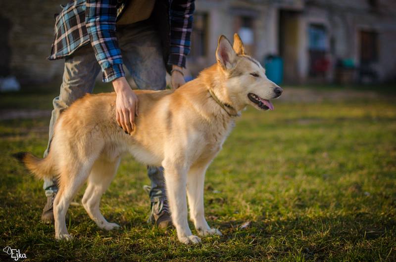 Jak předejít vrácení pejska do útulku a zvládnout jeho výchovu