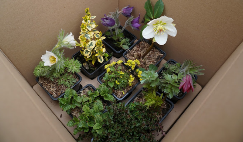 Bezpečné balení rostlin: Jak rostliny balíme, aby dorazily k vám domů v pořádku?