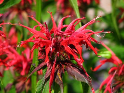 Monarda hybrida 'Squaw'