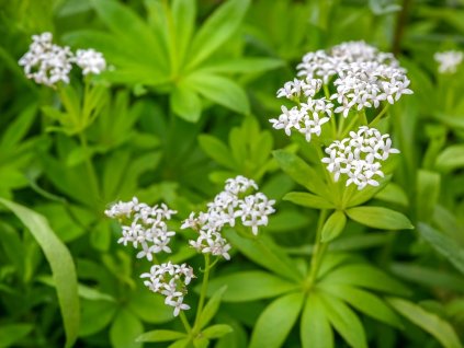 Galium odoratum květ
