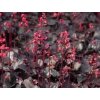 Dlužicha (Heuchera villosa var.macrorrhiza)