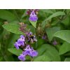 Salvia officinalis