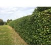 Muchovník Lamarckův - živý plot