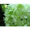 Hortenzie latnata 'Limelight'