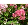 Hydrangea paniculata 'Vanille Fraise' 2