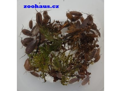 porcellionides pruinosus powder blue zoohaus