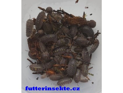 Armadillidium granulatum