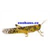 gregaria adult 1 scaled