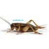 Cvrček domácí subadult cca 330 ks