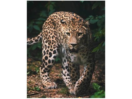 5292 4 deka leopard