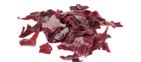 Mořská řasa dulse (Rhodymenia palmata)