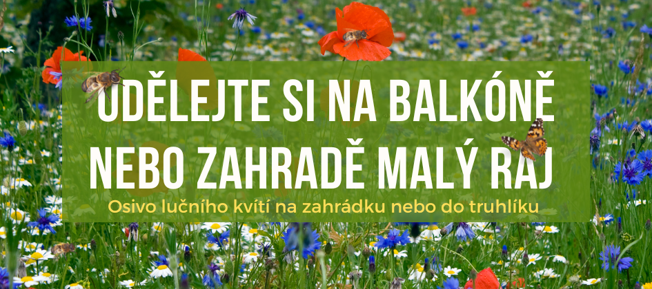 Semínka lučních bylinek na balkon
