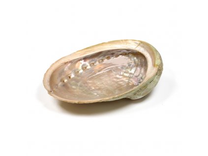 Duhová mušle abalone haliotis 12-16 cm