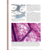 histologi