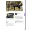 Equine Myofascial Kinetic Lines – for professionals