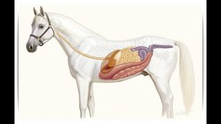 Březnová výzva !!! Jak funguje kůň aneb Základy fyziologie Tento měsíc se v naší čtenářské výzvě ponoříme pod kůži těchto...