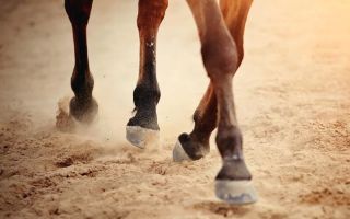 🛠️ Dubnová výzva: Anatomie a biomechanika kopyta Duben patří tématu „Kopyta koně“, ale tentokrát vynecháme příběhy z...