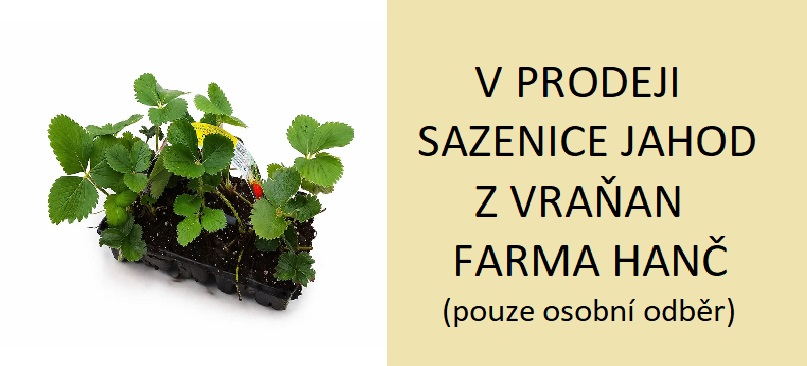 Sazenice jahod
