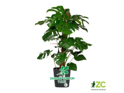 129ff272 5ab9 43dd a3d9 1920fb2e3fac