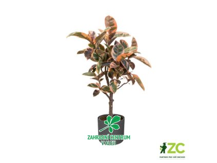 935effcc 7320 4255 8ca2 d16e138a5708