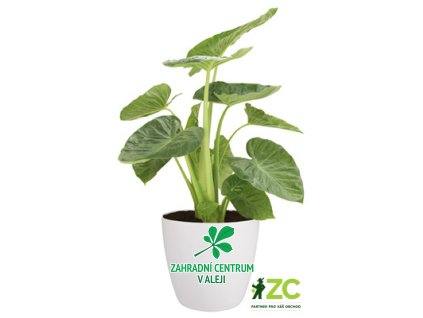 0c63cbd8 307a 49e5 8810 7ffaffff8efc