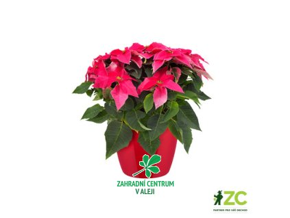 a53dcce6 d8b2 4b6a 8e11 d674fdf2eb78