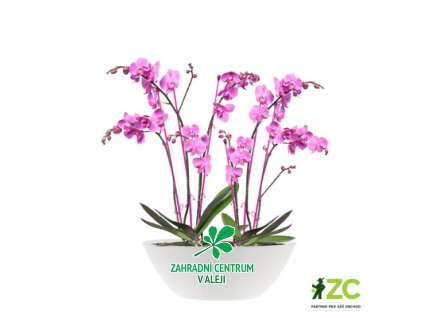 f5572ed8 b356 4d86 b55e 370e68f3421f