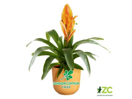 78ce2081 b81d 454e 8154 02025c8d29fd