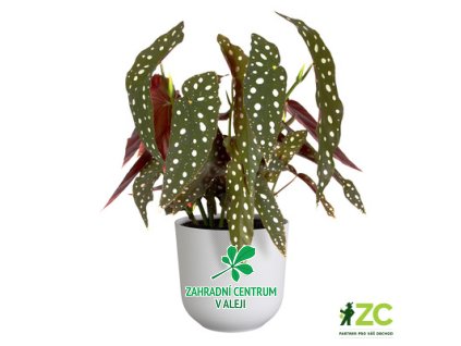 c472507b 5075 4991 a3e8 9b9fb04b7468