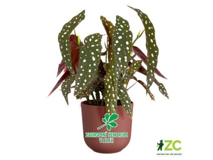 9ee00b08 9798 45f0 bfbd ee37cdb0a133