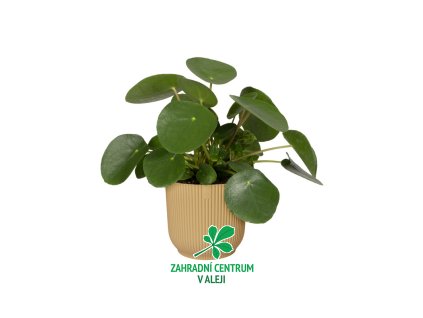 cfbcfc50 d376 430a 8027 77217d65c562