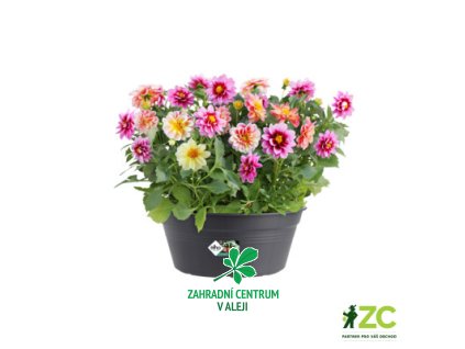 15f780d5 6f87 430f a162 efbbfbc057b3