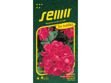 Pelargonie páskatá - červená 11s