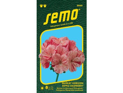 Pelargonie páskatá - Horizon Ripple Raspberry 11s