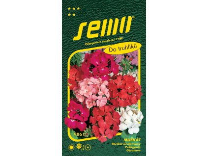 Pelargonie páskatá - směs 11s