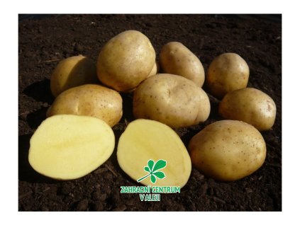 51 sadbove brambory adela