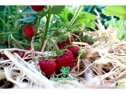 12a8a4b8 6641 482e a0e5 ccf1d266e2aa