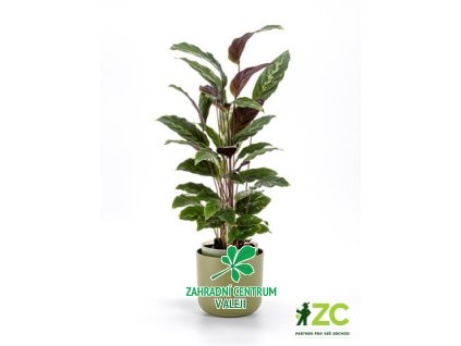 53cb5482 3d75 4e50 a0ac 608bce682c1c