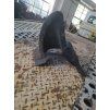 Pravy Podběh Škoda Octavia 2 1Z0 809 954 1Z0809954