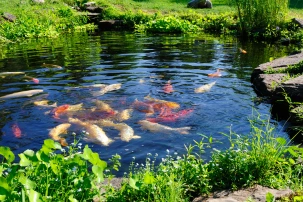 Zelená voda v jezírku: proč vzniká a jak se jí opravdu zbavit